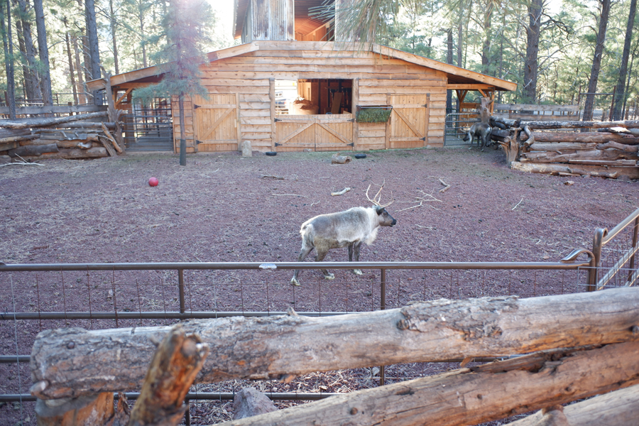 reindeer exhibit
