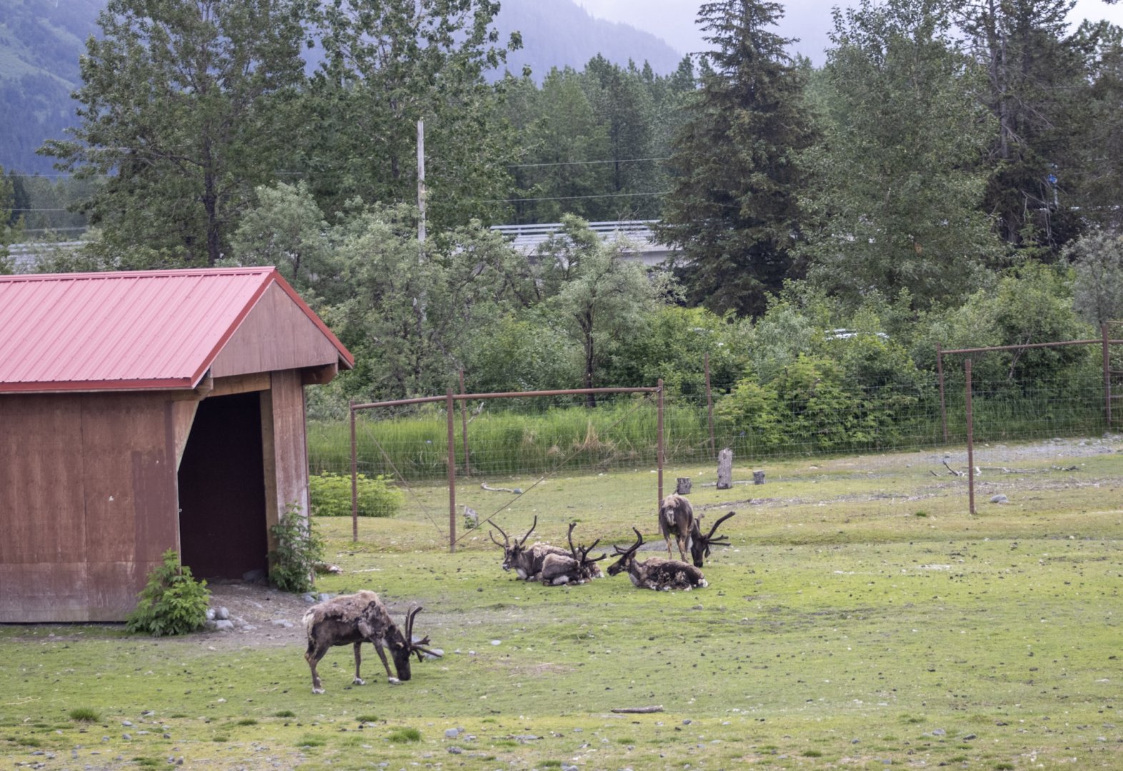Reindeer Exhibit