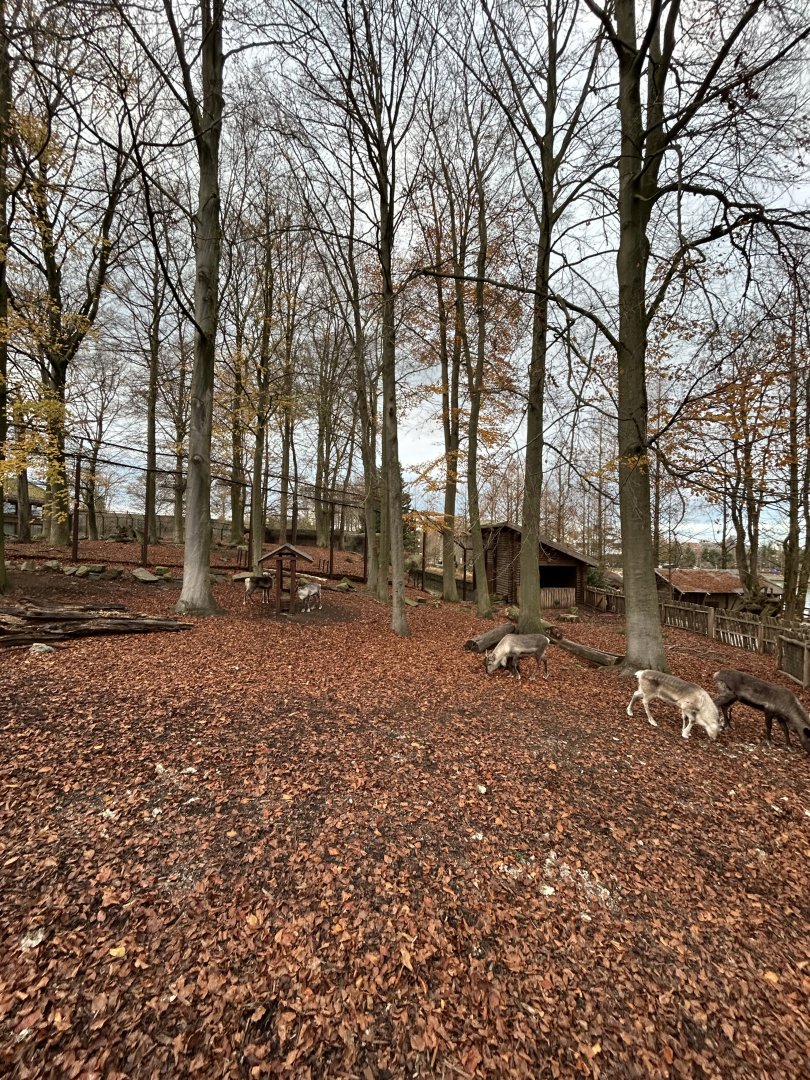 Reindeer exhibit