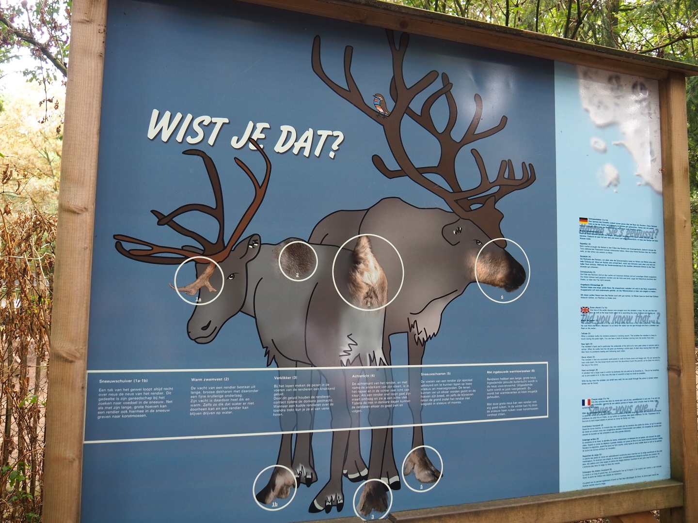 Reindeer facts sign (Sep 16th, 2018)