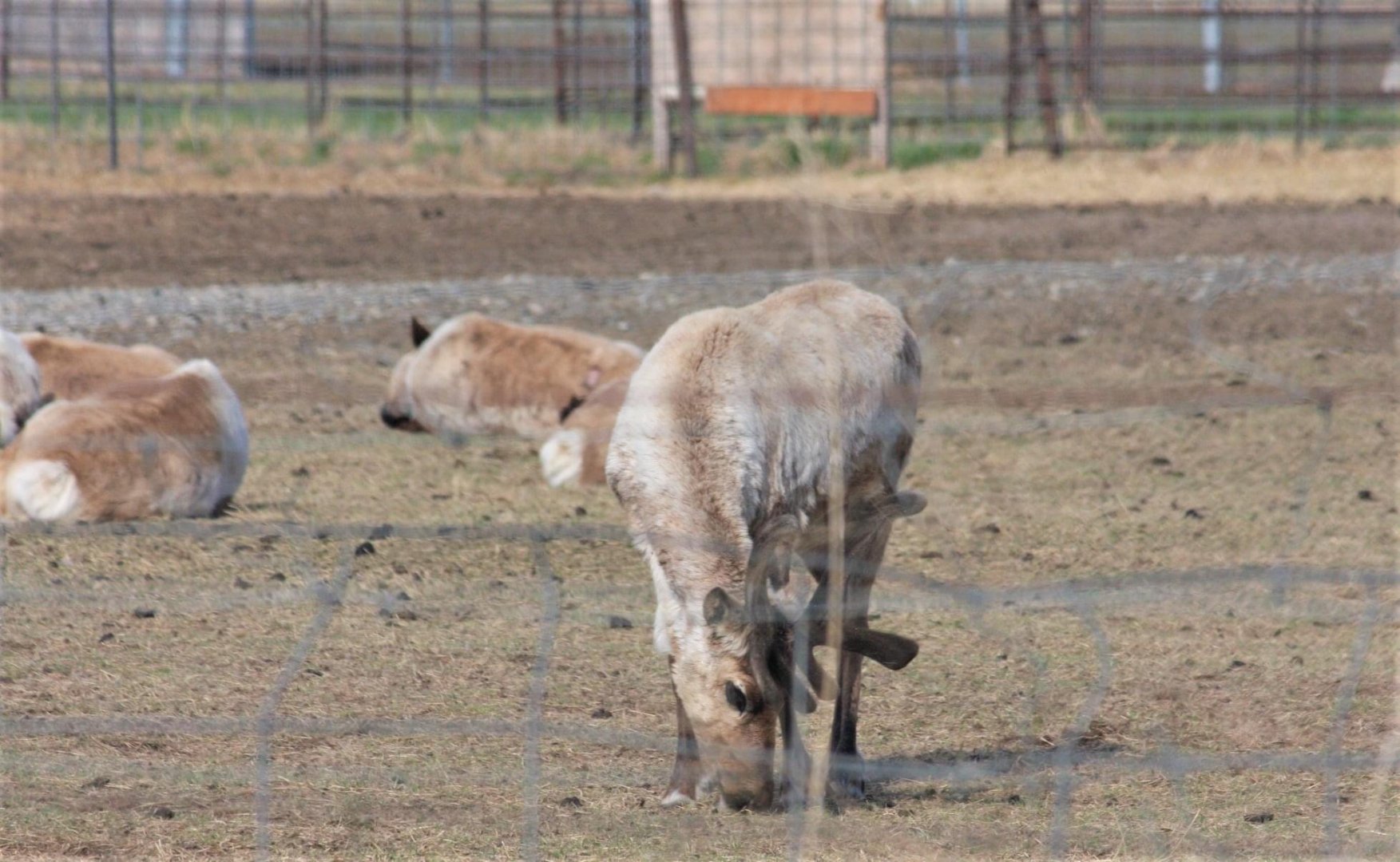 Reindeer Farm - 2020