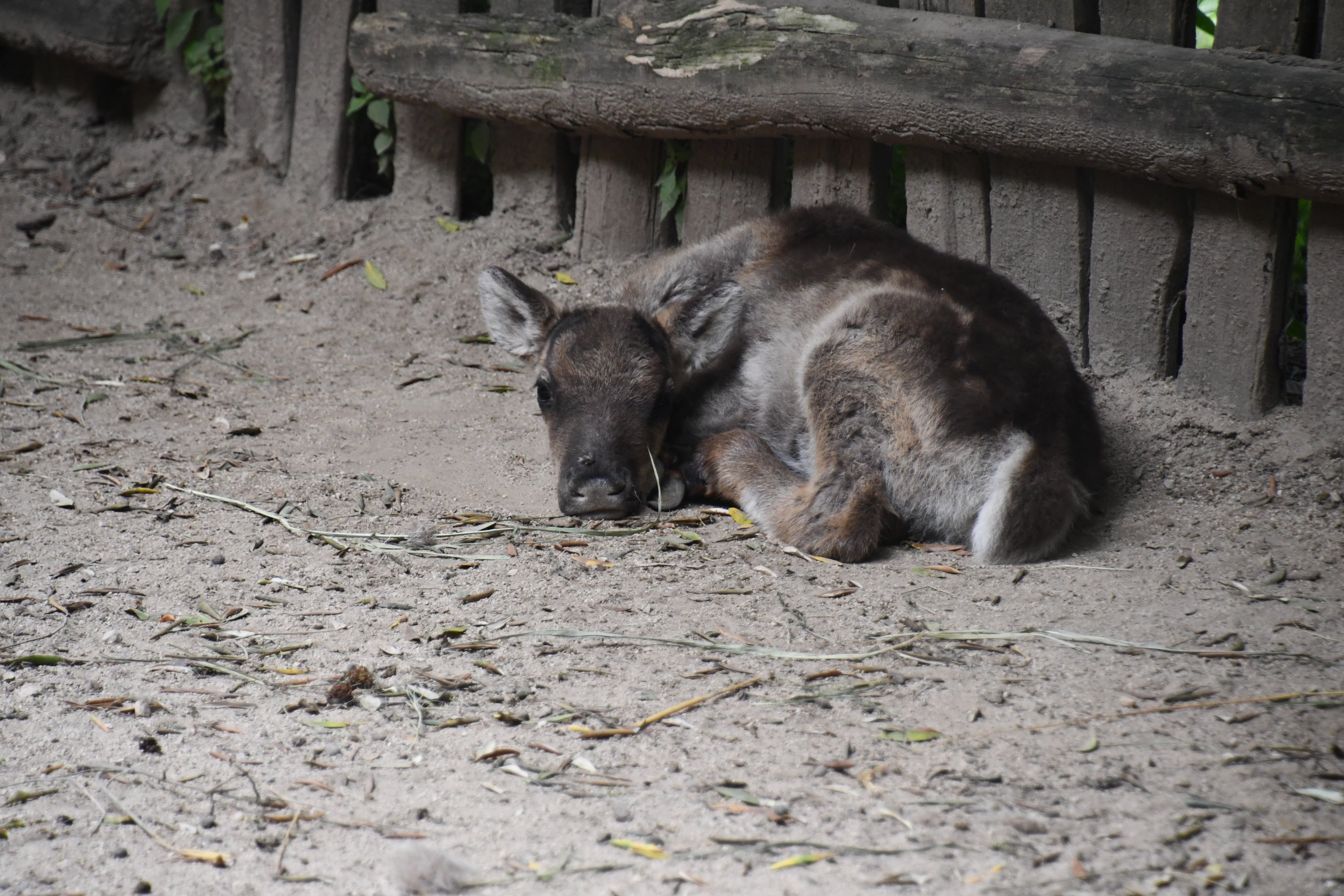 Reindeer fawn
