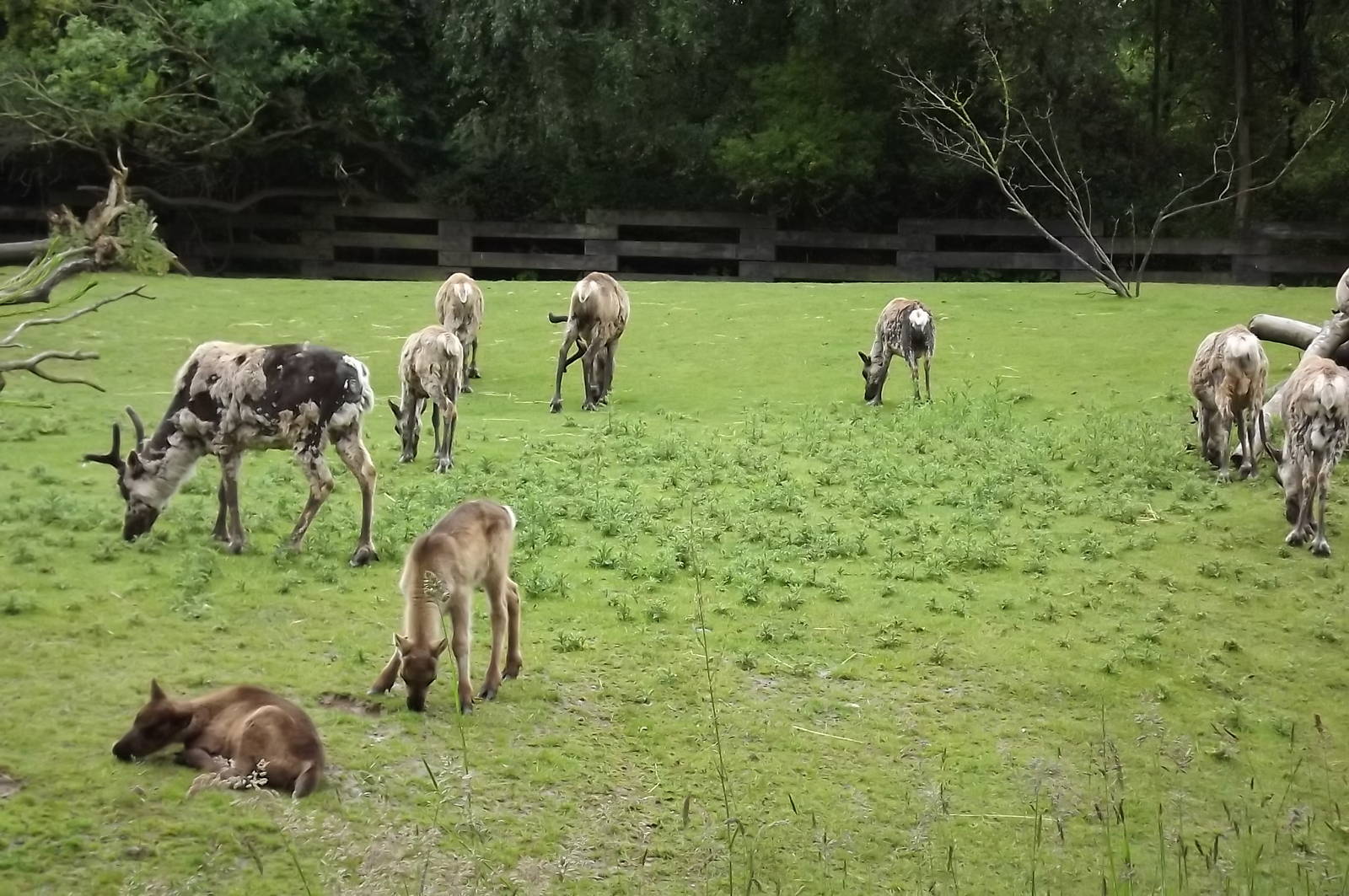 Reindeer herd at Blackpool Zoo 16/06/12