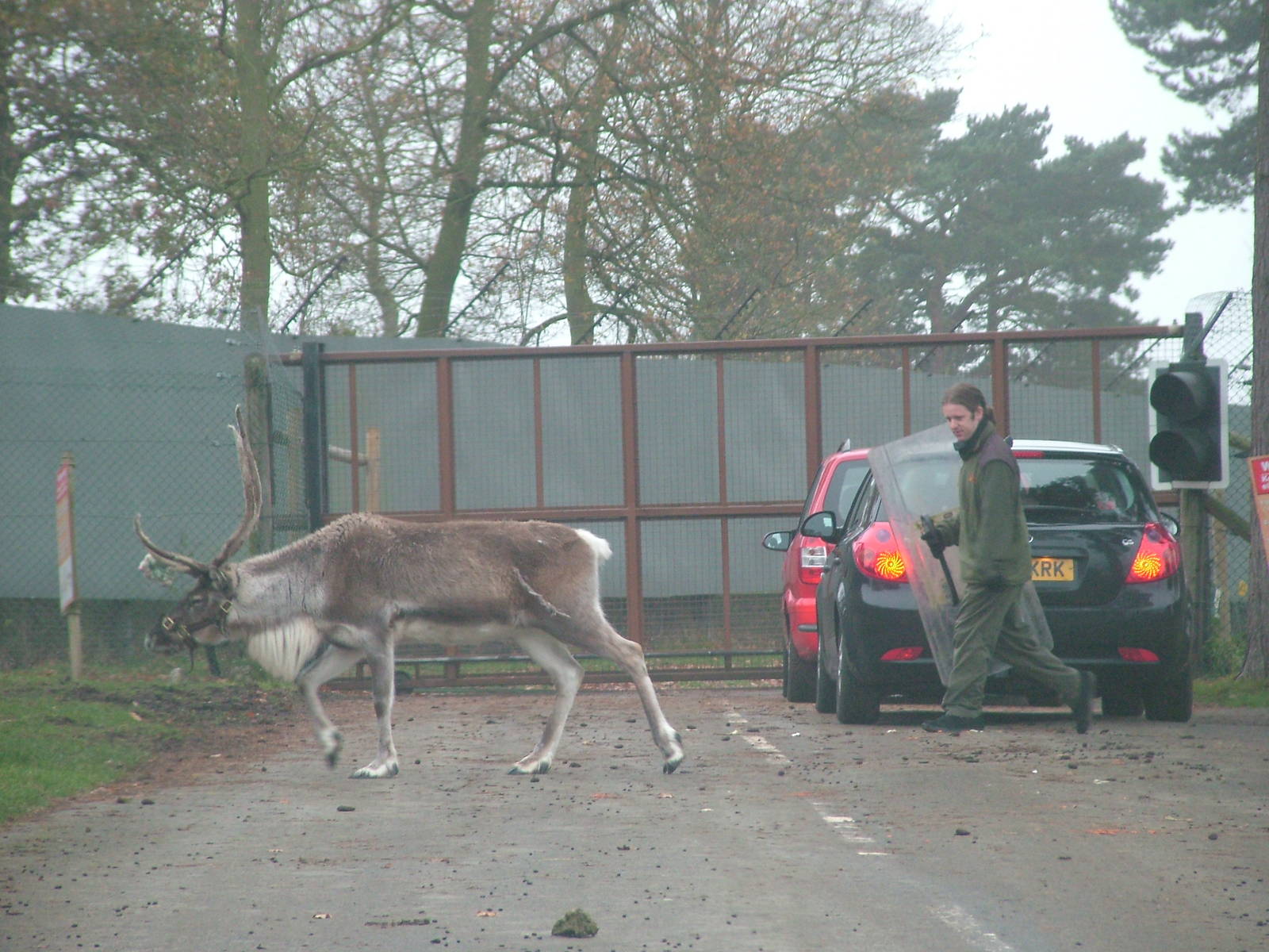 Reindeer in the car 'air-lock' at West Mids Nov 08