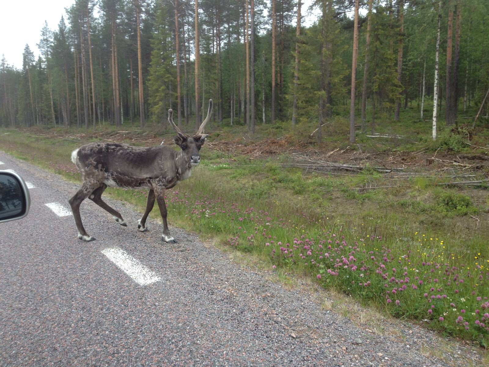 Reindeer in the wild