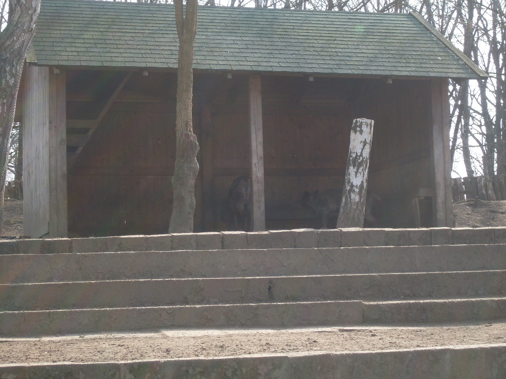 Reindeer indoor exhibit