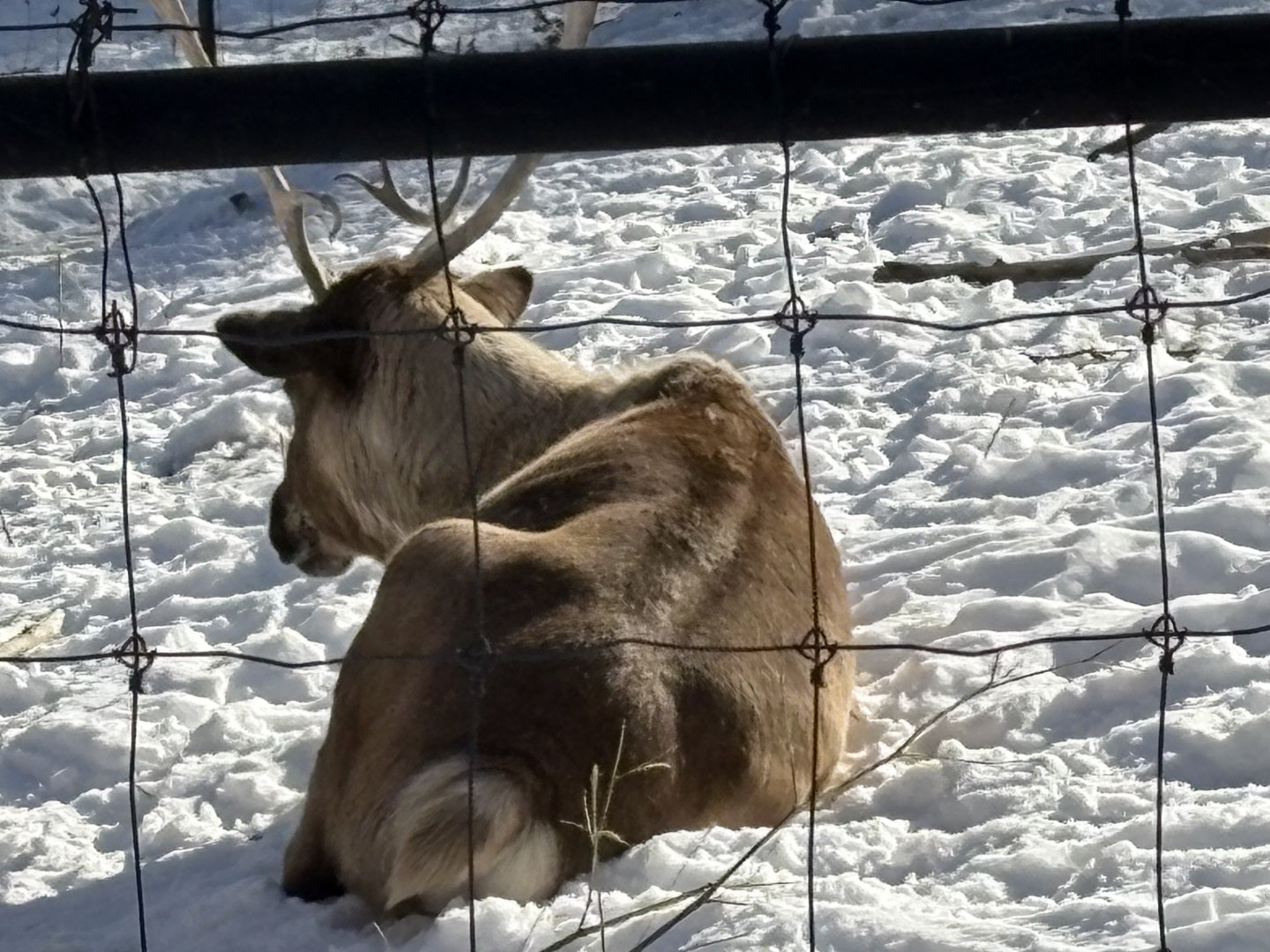 Reindeer - Jan 26 2025