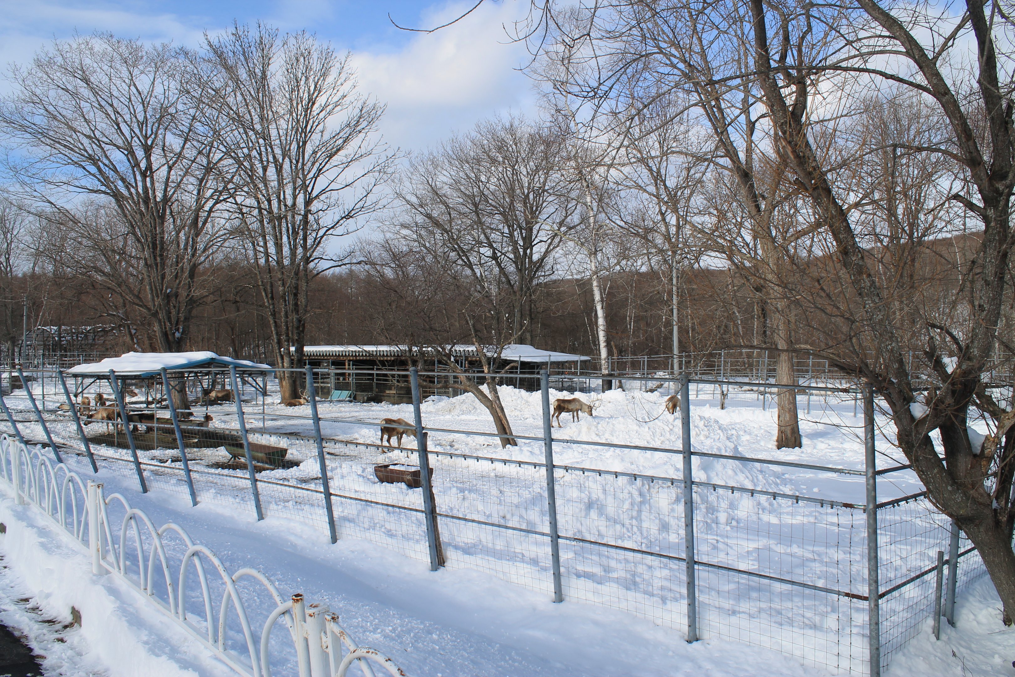 Reindeer, Kushiro Zoo