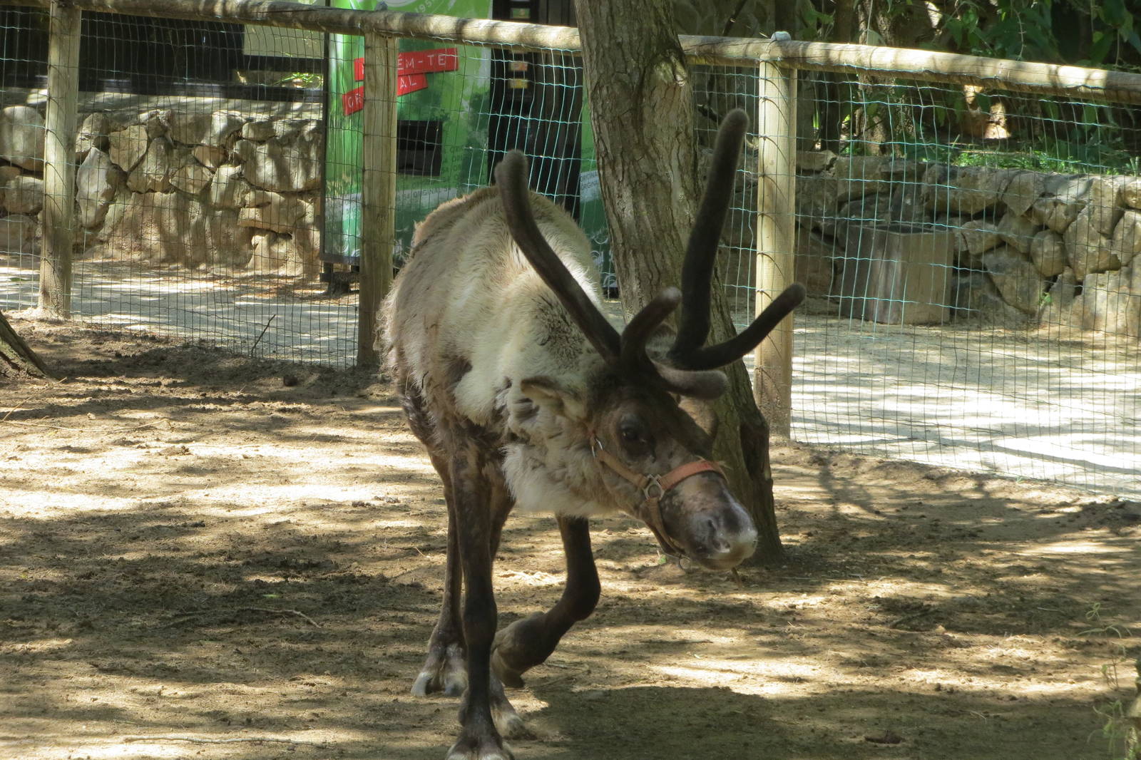 Reindeer May 2014