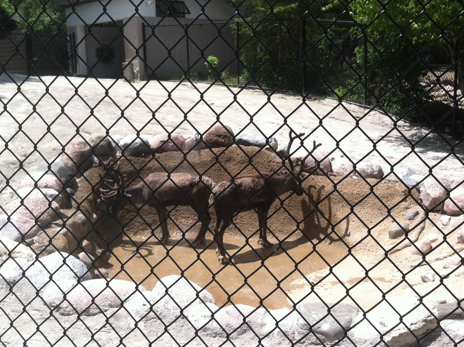 Reindeer Mist Shower