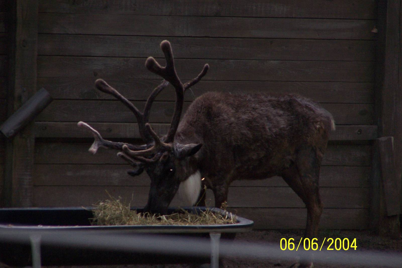 Reindeer ~ North America