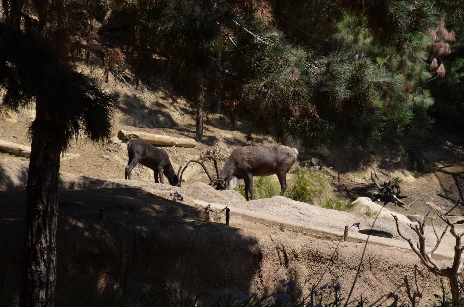 Reindeer - Northern Frontier