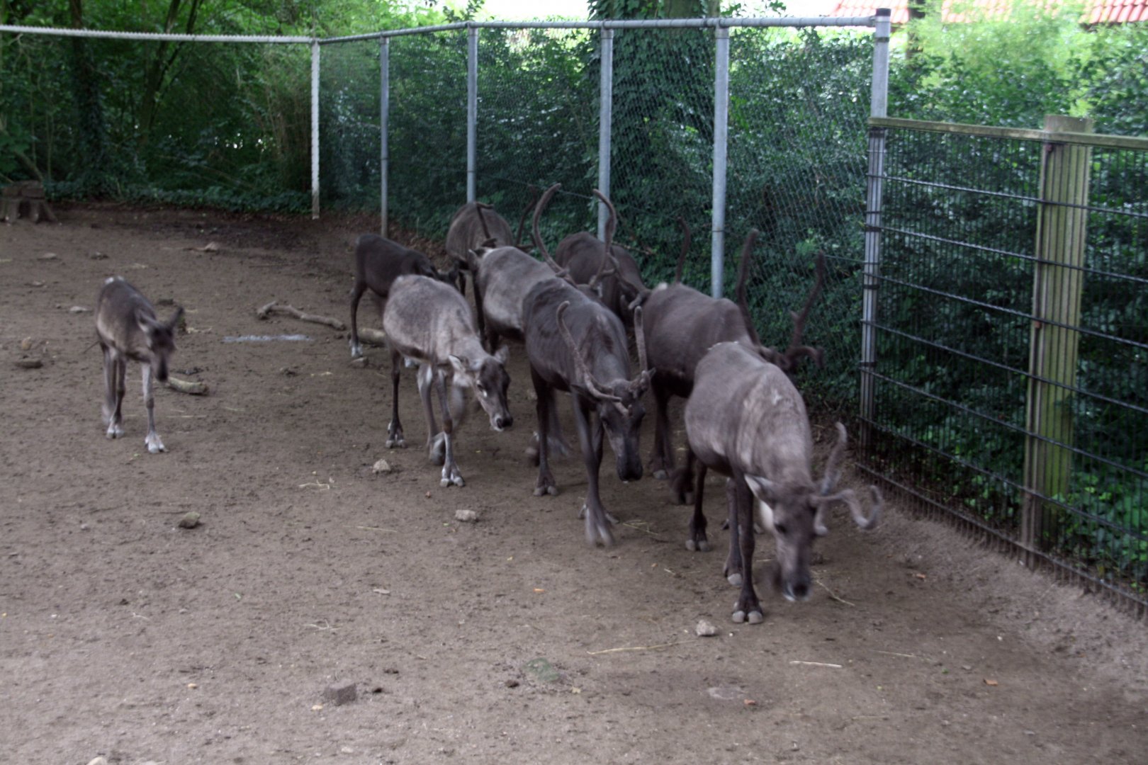 Reindeer on the move