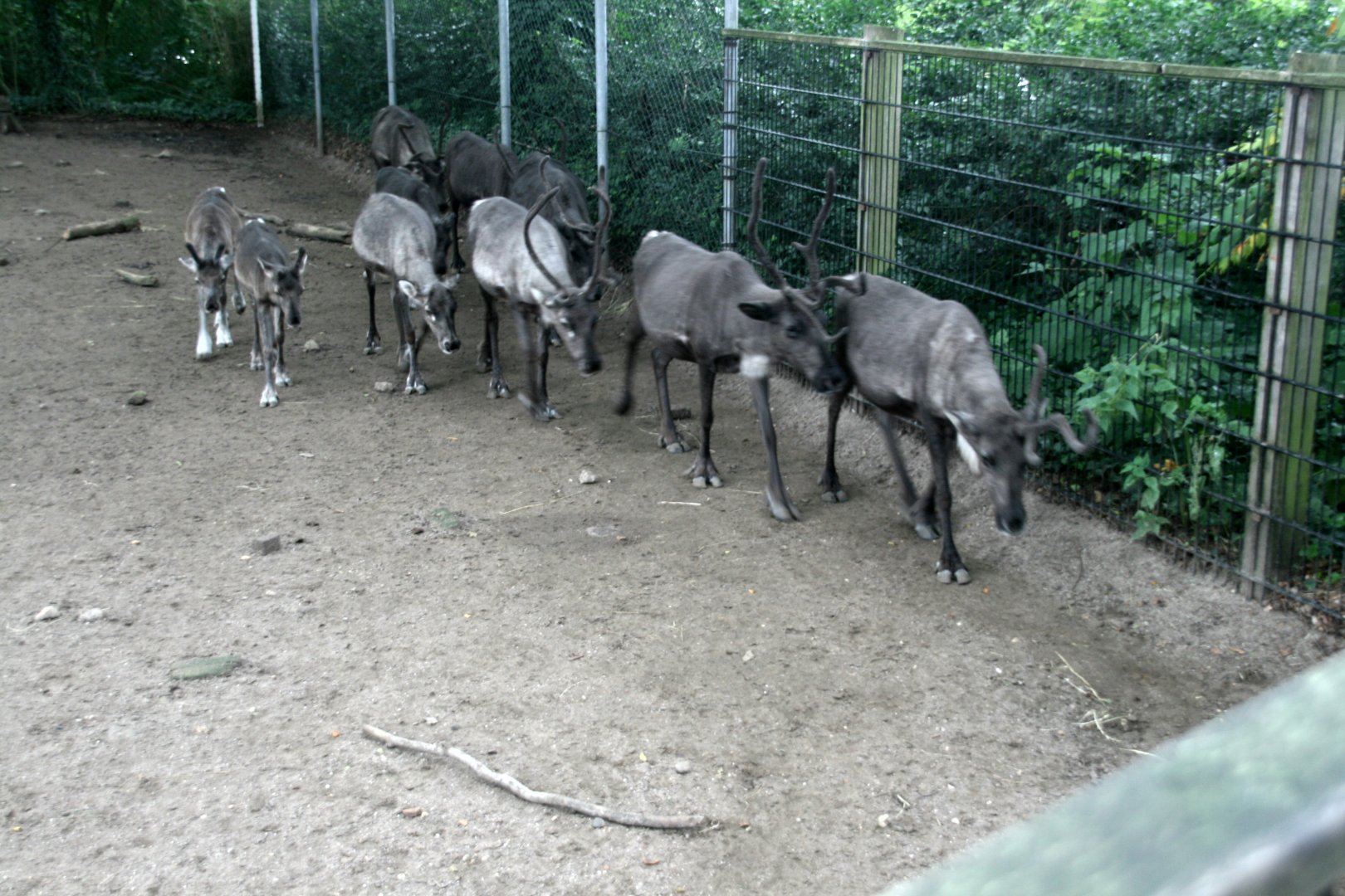 Reindeer on the move