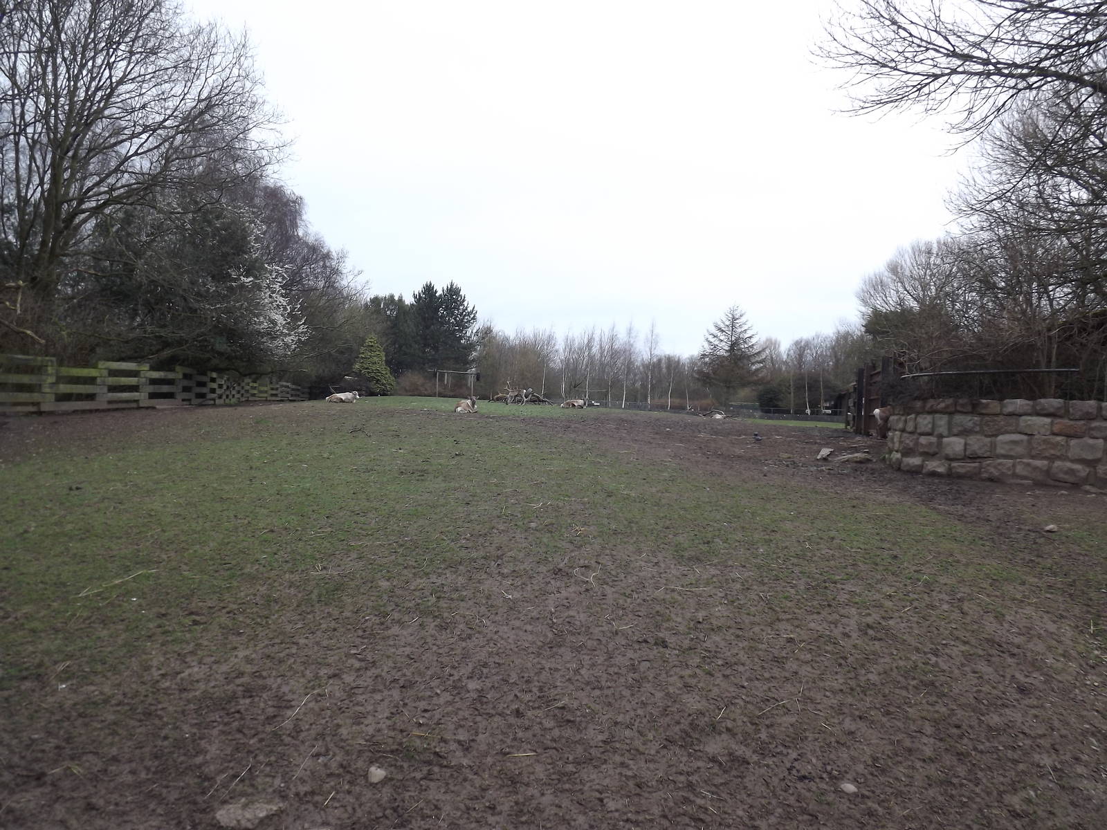 Reindeer paddock at Blackpool Zoo 11/03/12