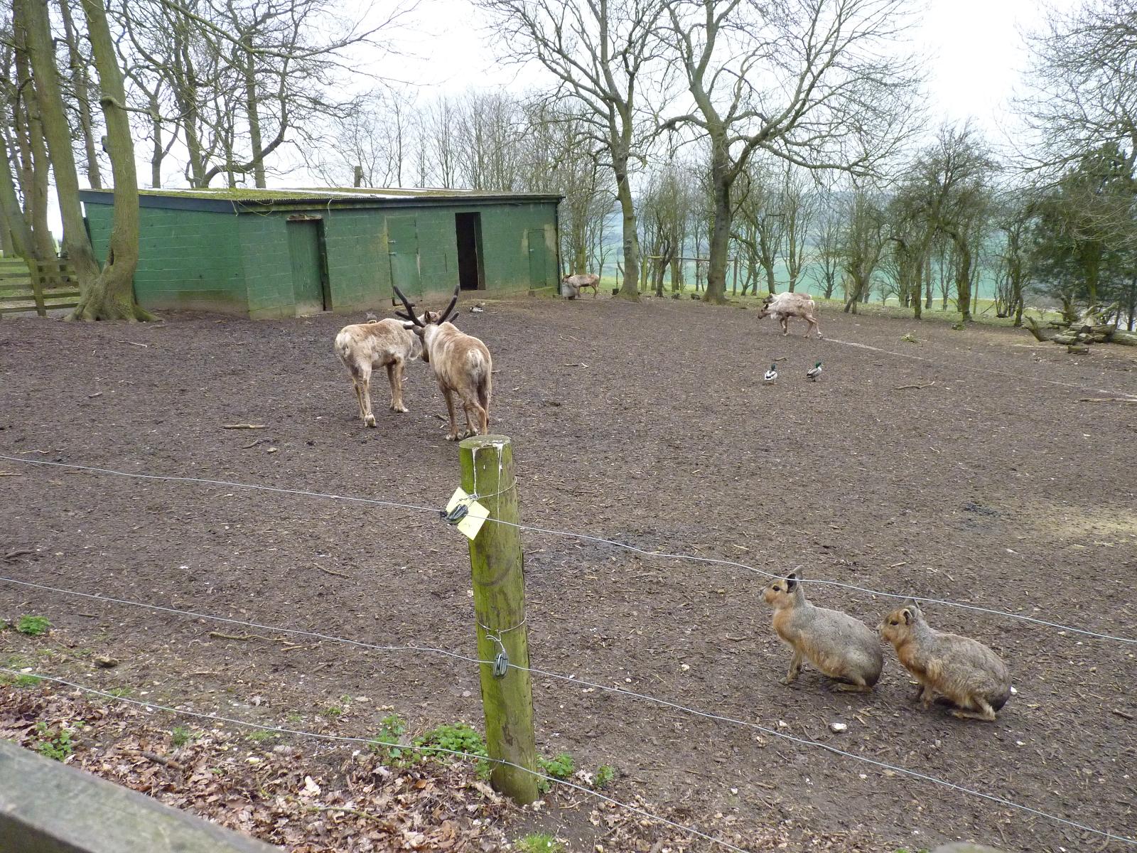 Reindeer Paddock