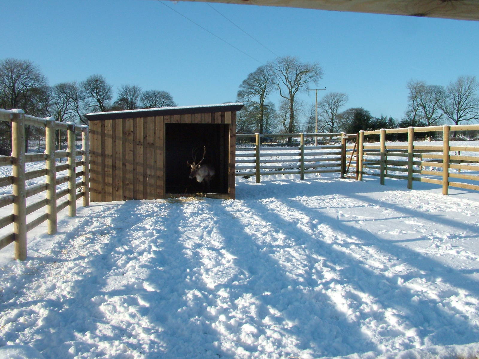 Reindeer pen, Blackbrook in the Snow, 03/01/10