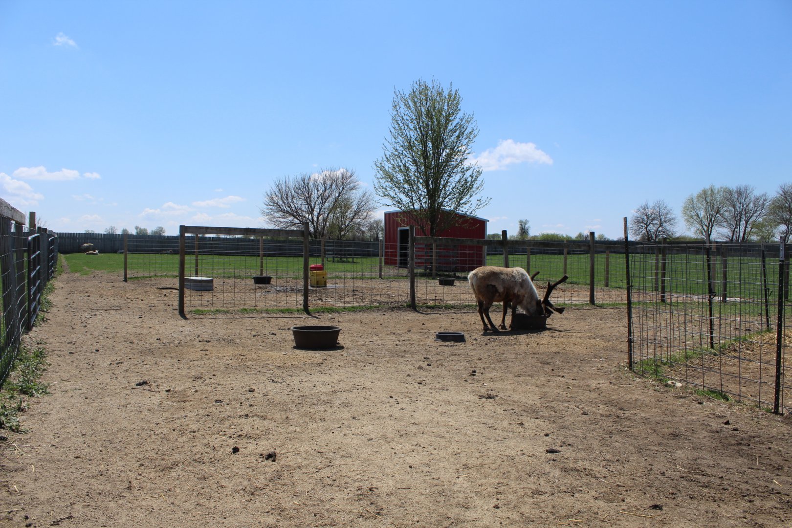 Reindeer Pen
