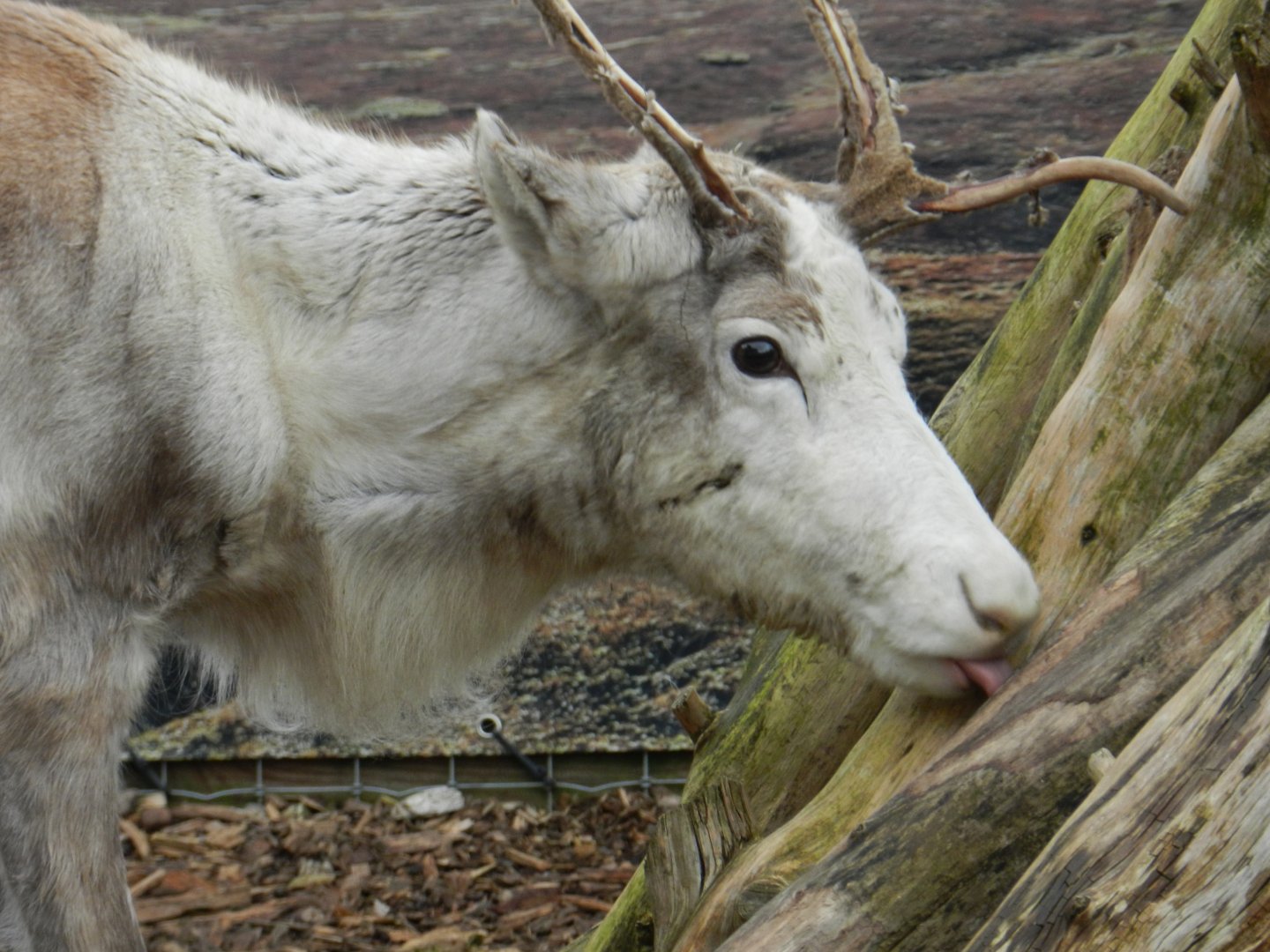 Reindeer (Rangifer tarandus) at Ventura Wildlife Park, England