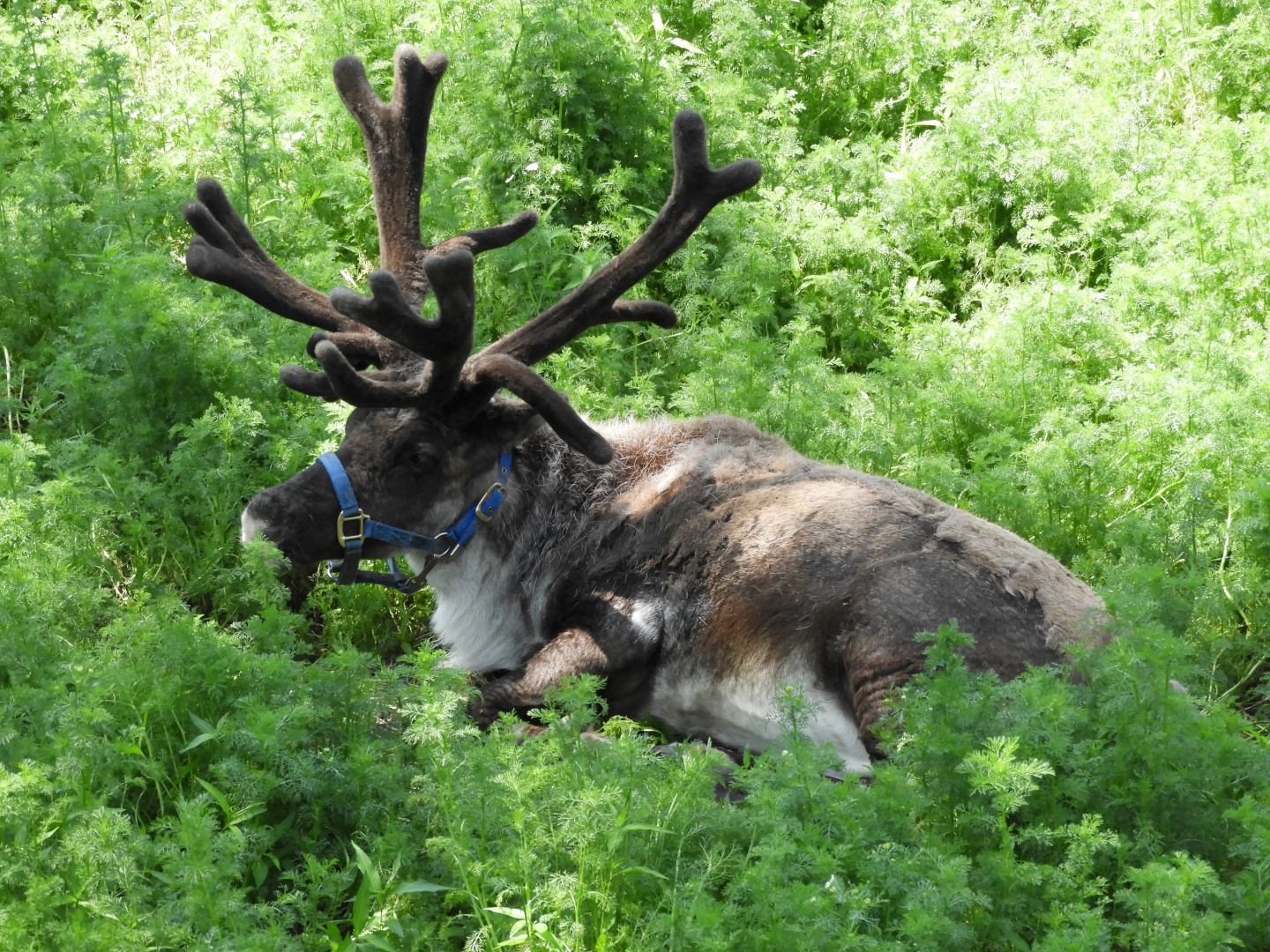 Reindeer (Rangifer tarandus) with reins