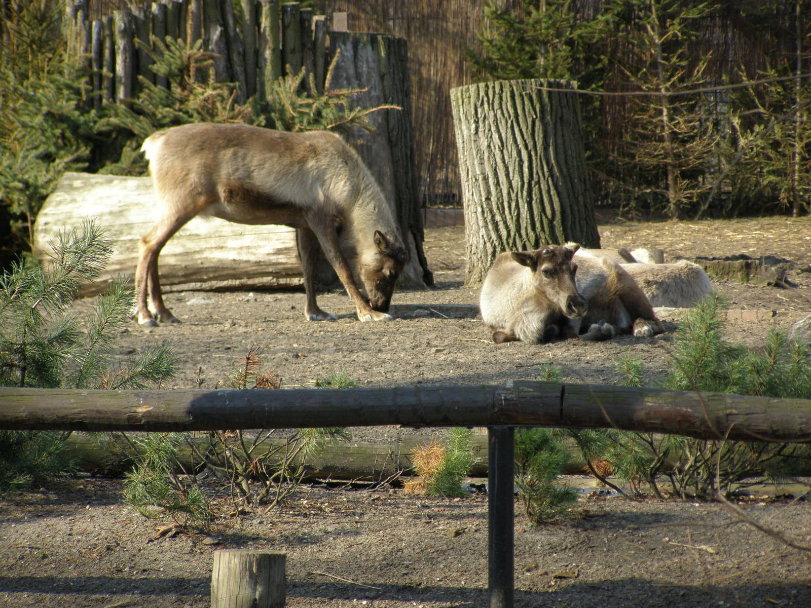 reindeer (Rangifer tarandus)