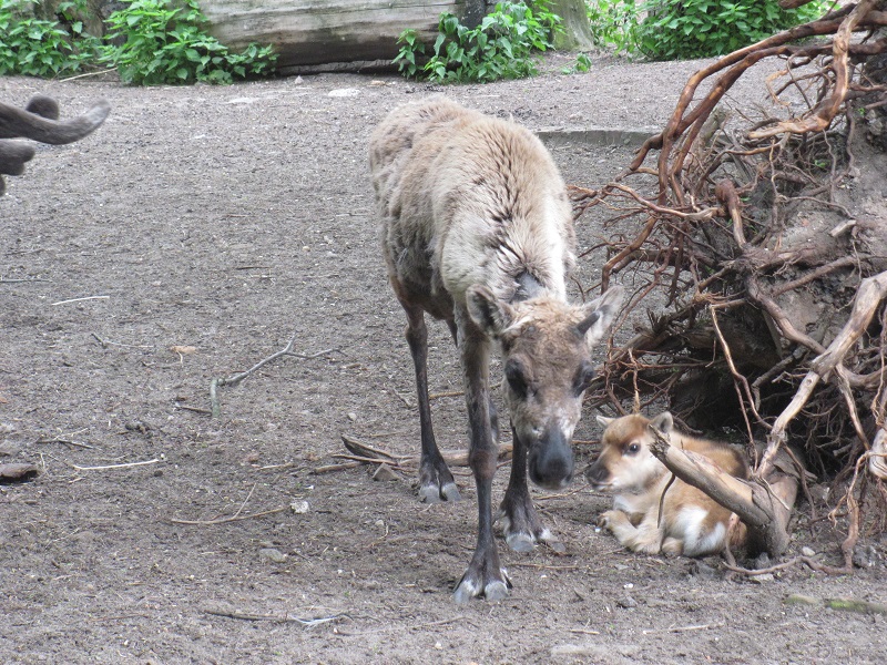Reindeer (Rangifer tarandus)