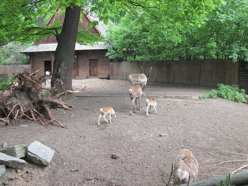 Reindeer (Rangifer tarandus)