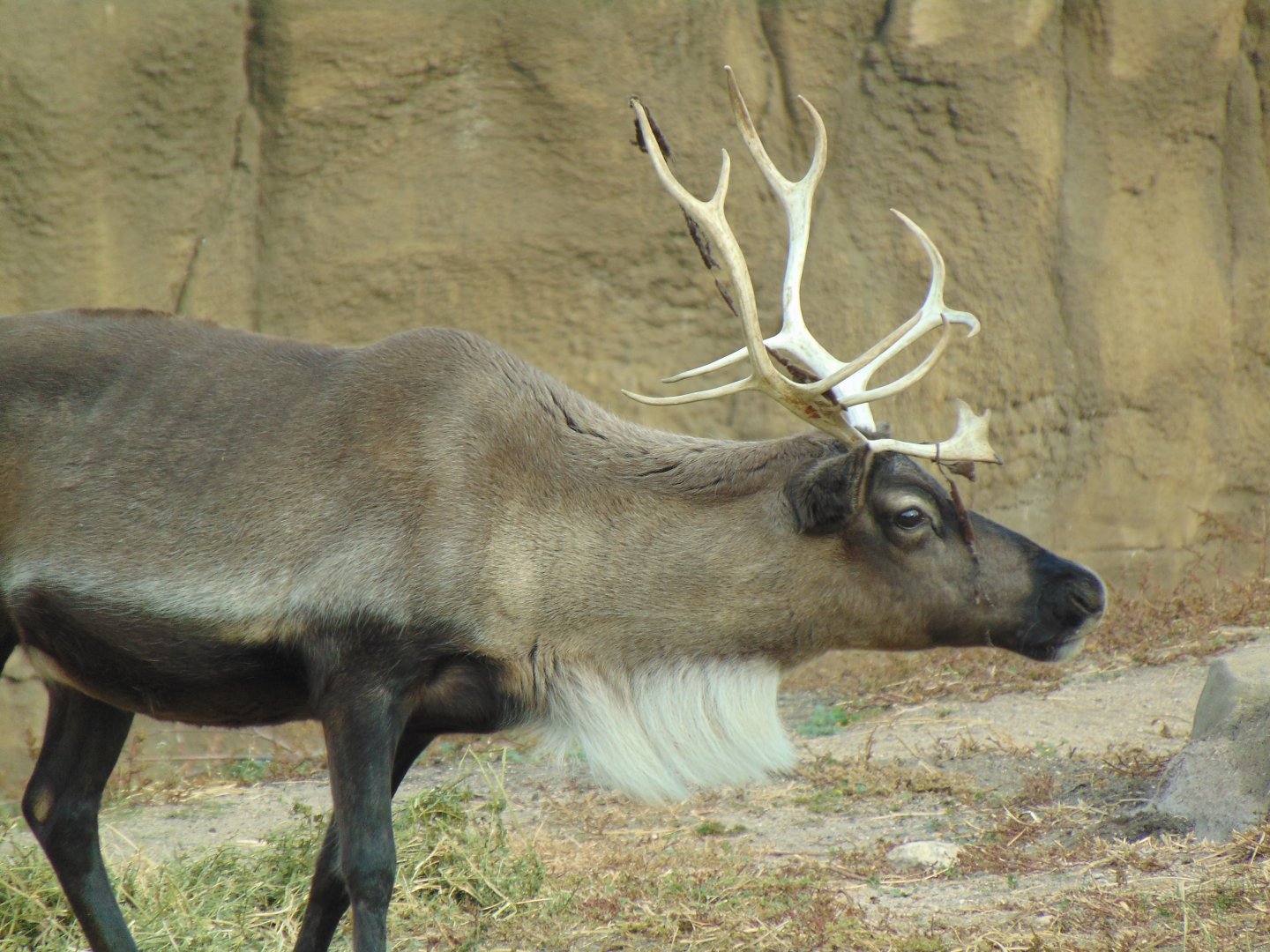 Reindeer (Rangifer tarandus)