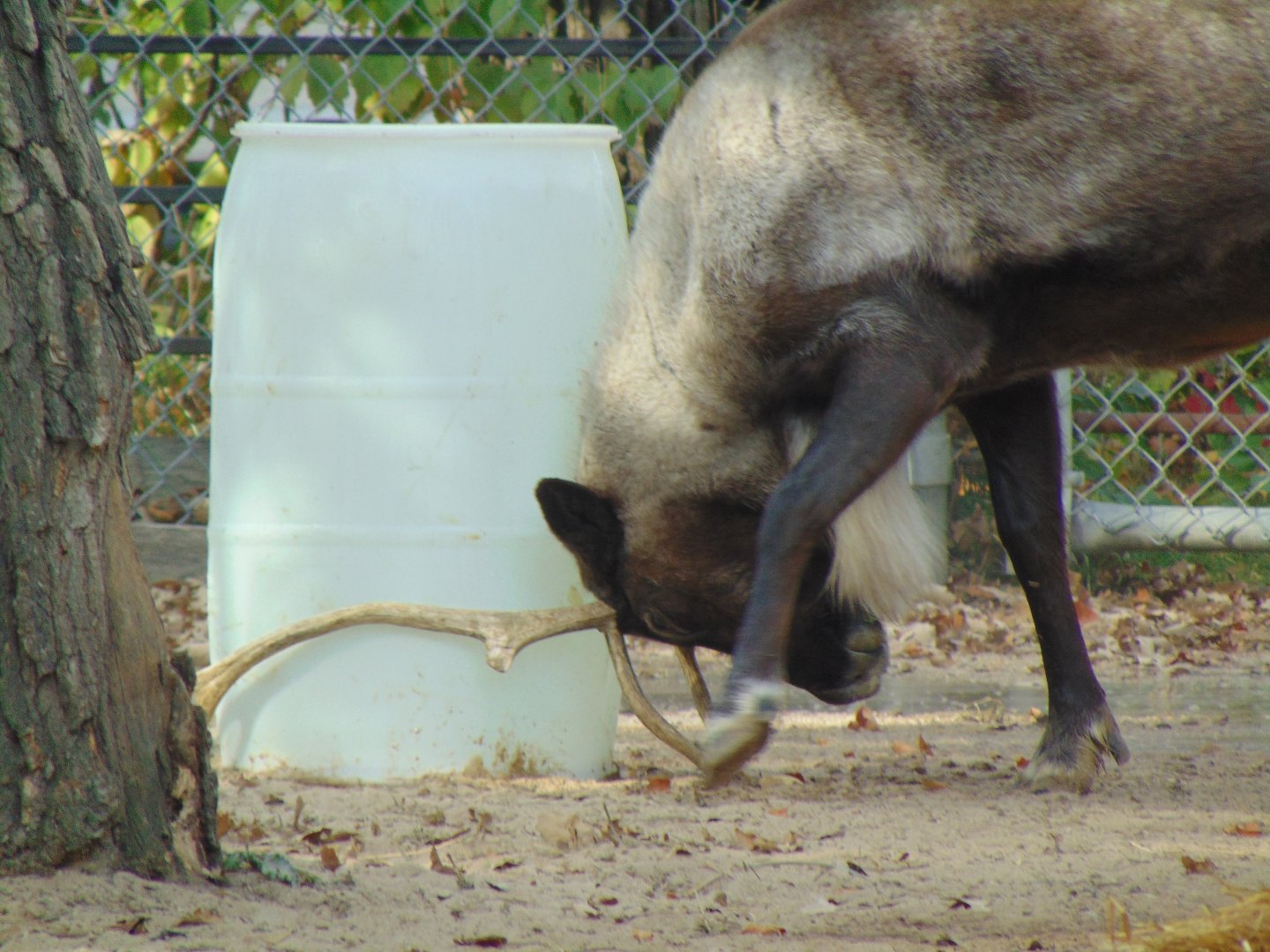 Reindeer (Rangifer tarandus)
