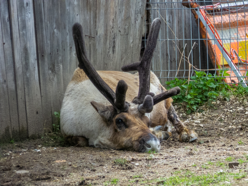 reindeer (Rangifer tarandus)