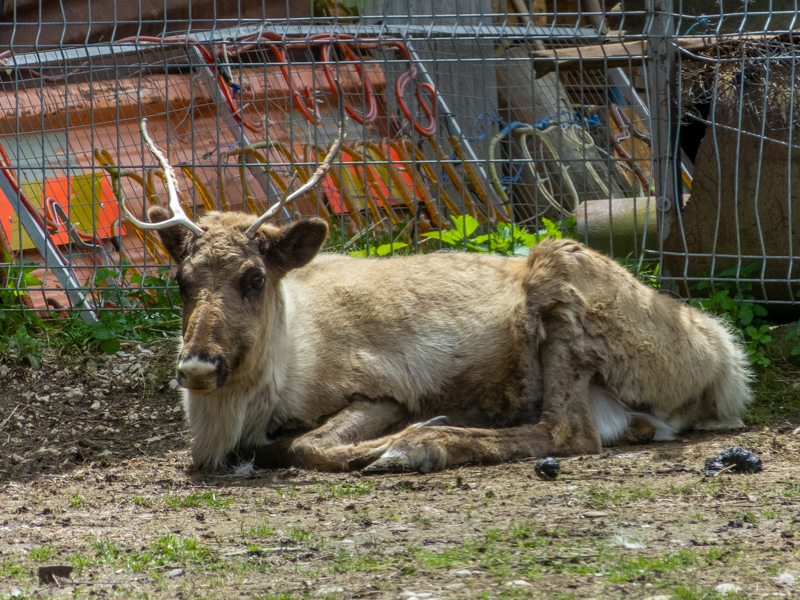 reindeer (Rangifer tarandus)