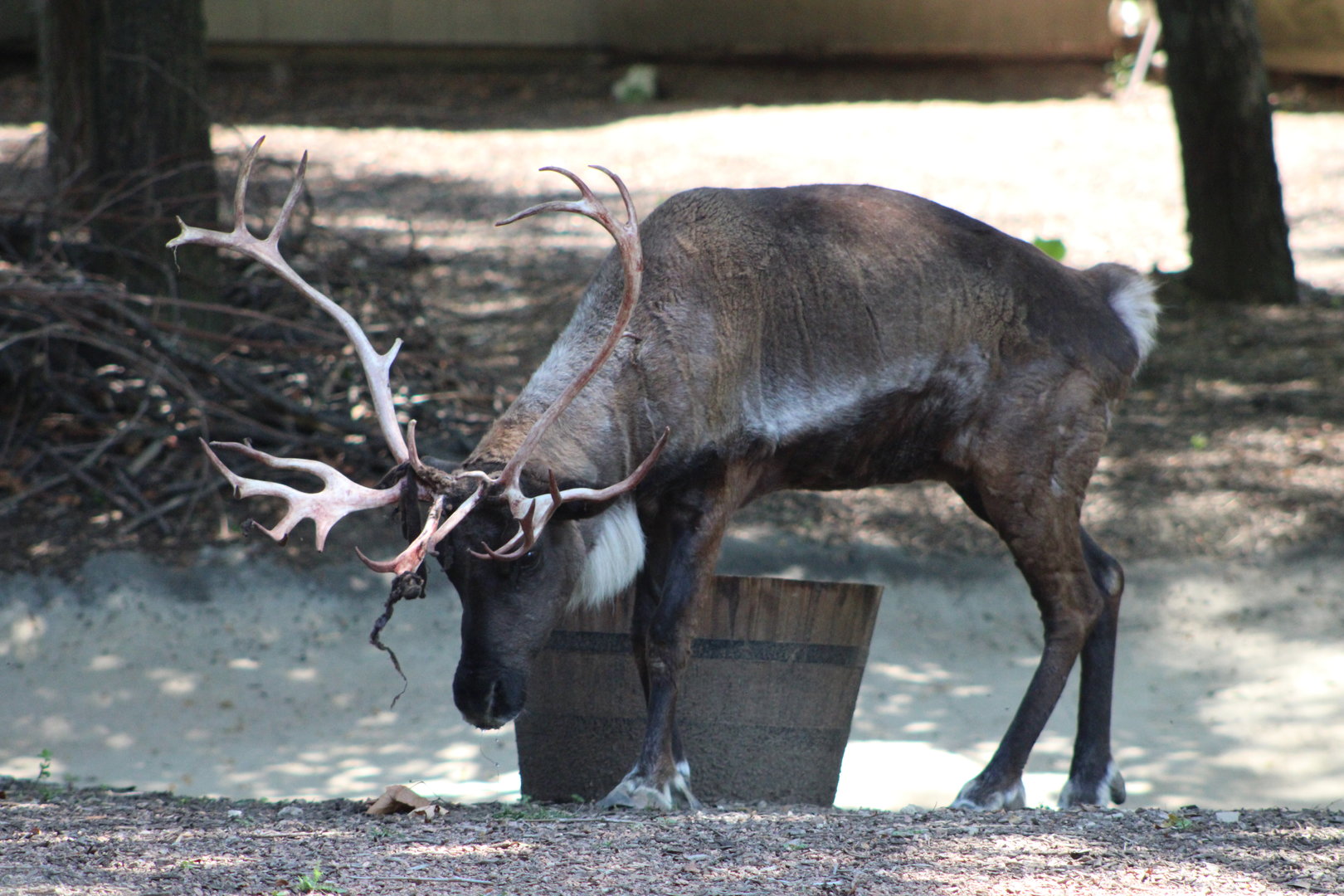 Reindeer (Rangifer tarandus)