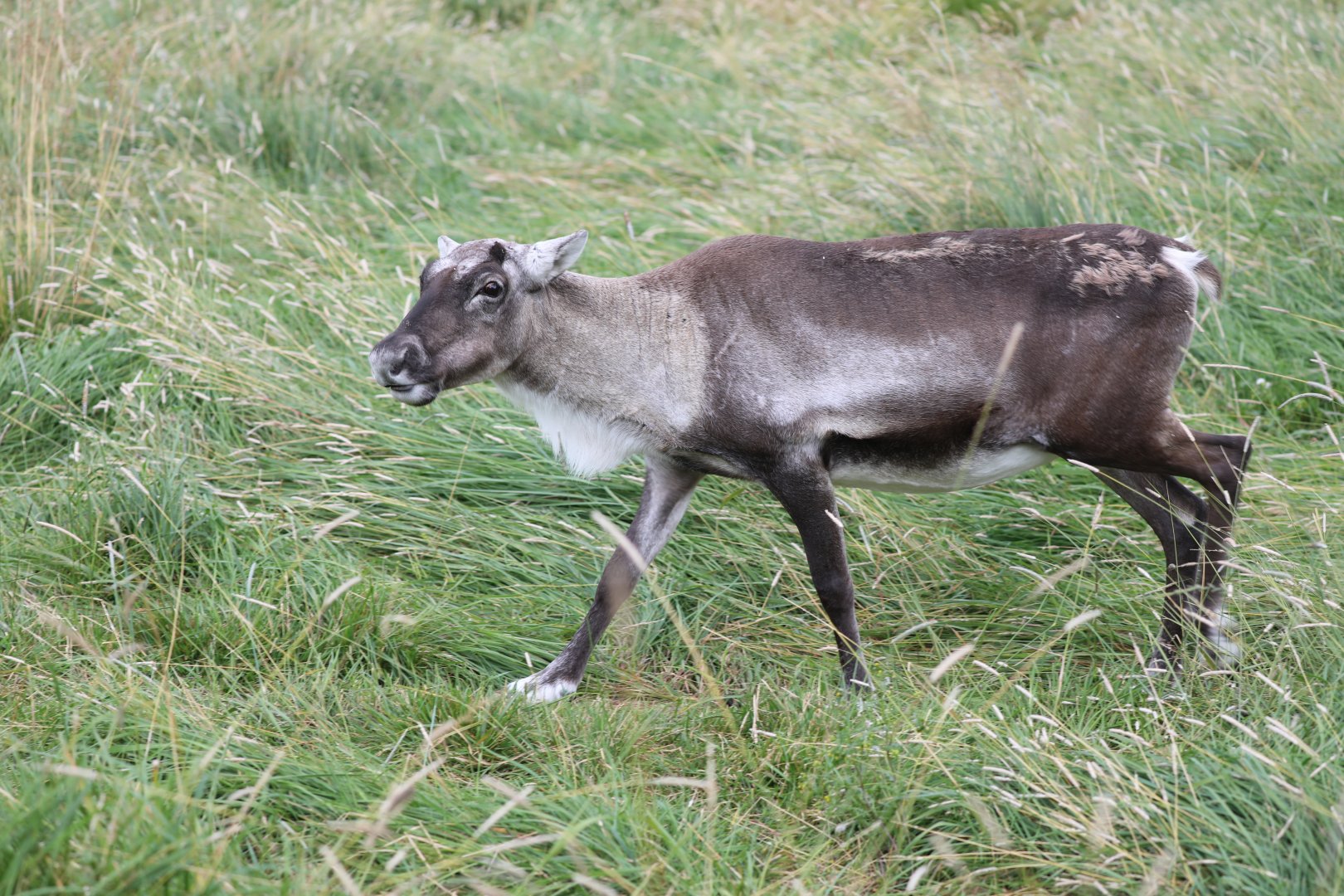 reindeer (Rangifer tarandus)
