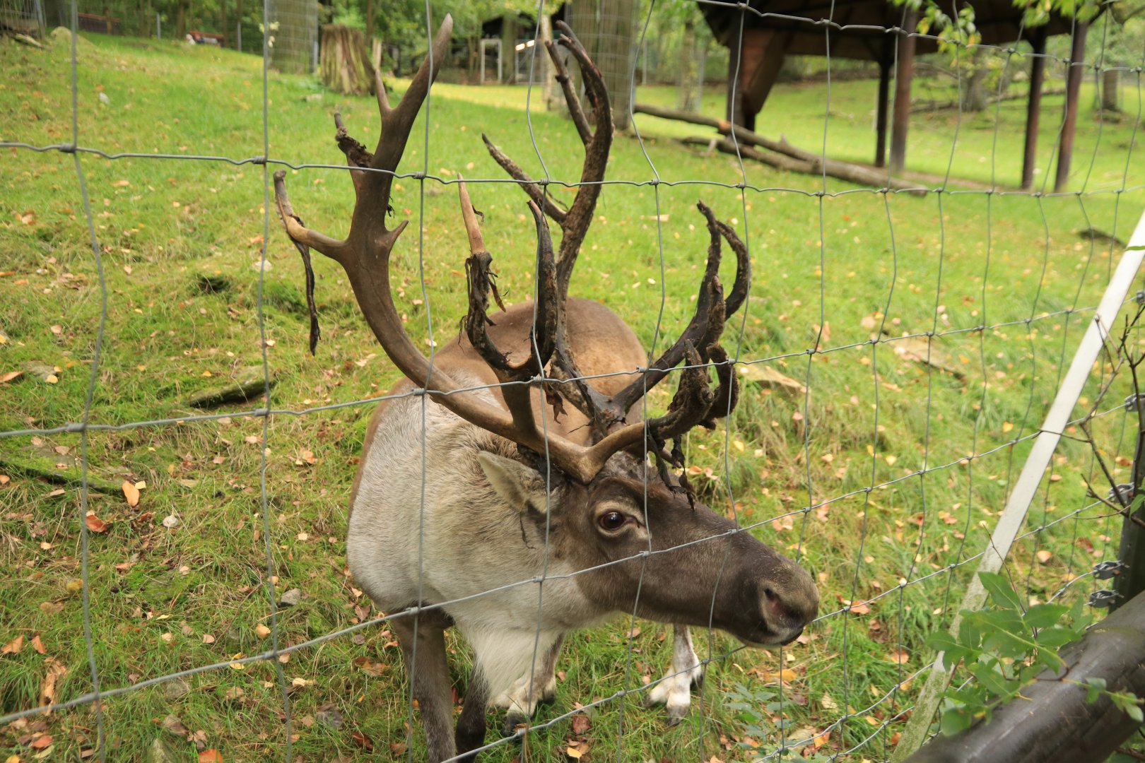Reindeer (September 2019)
