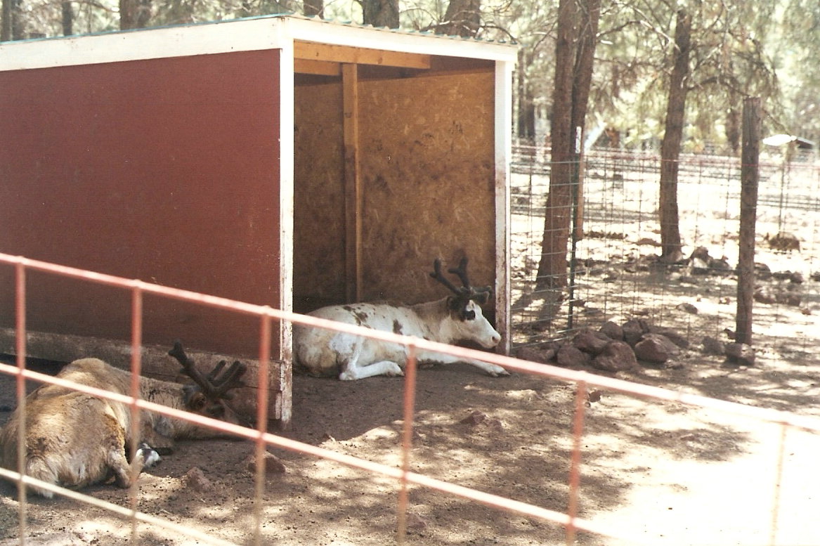 Reindeer shelter - Grand Canyon Deer Farm 1998