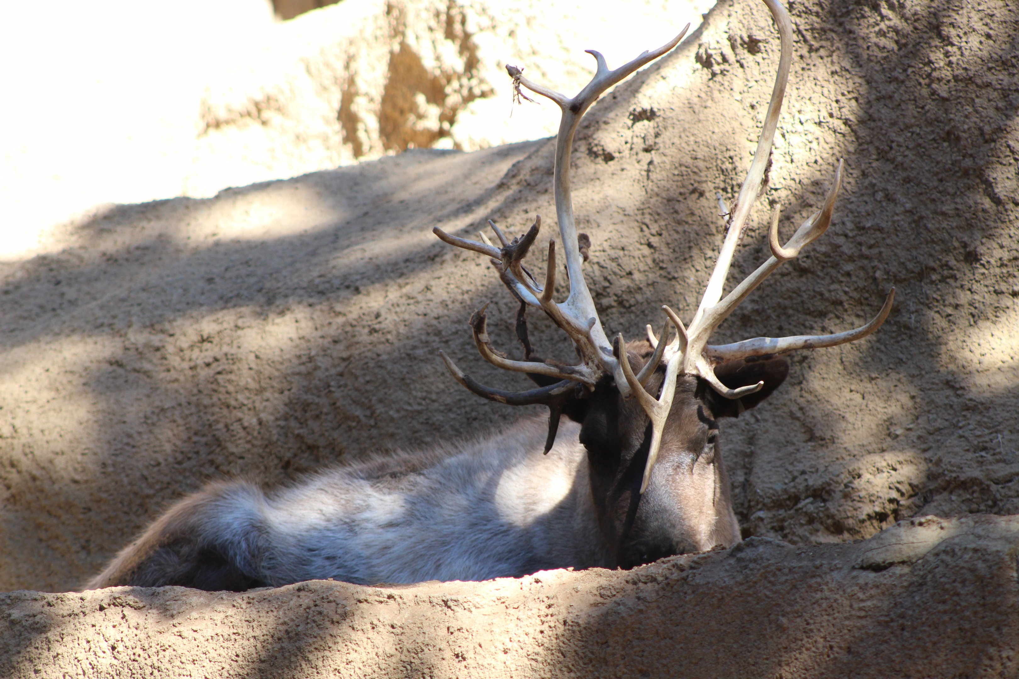 Reindeer (Siberian type)