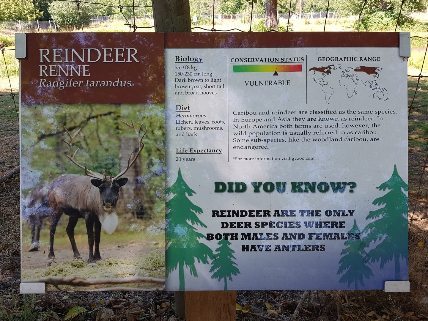 Reindeer Sign