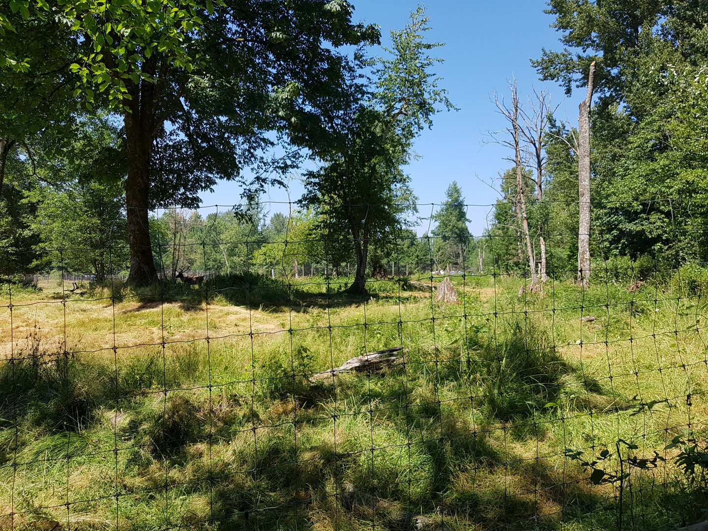 Reindeer & Snow Goose Exhibit