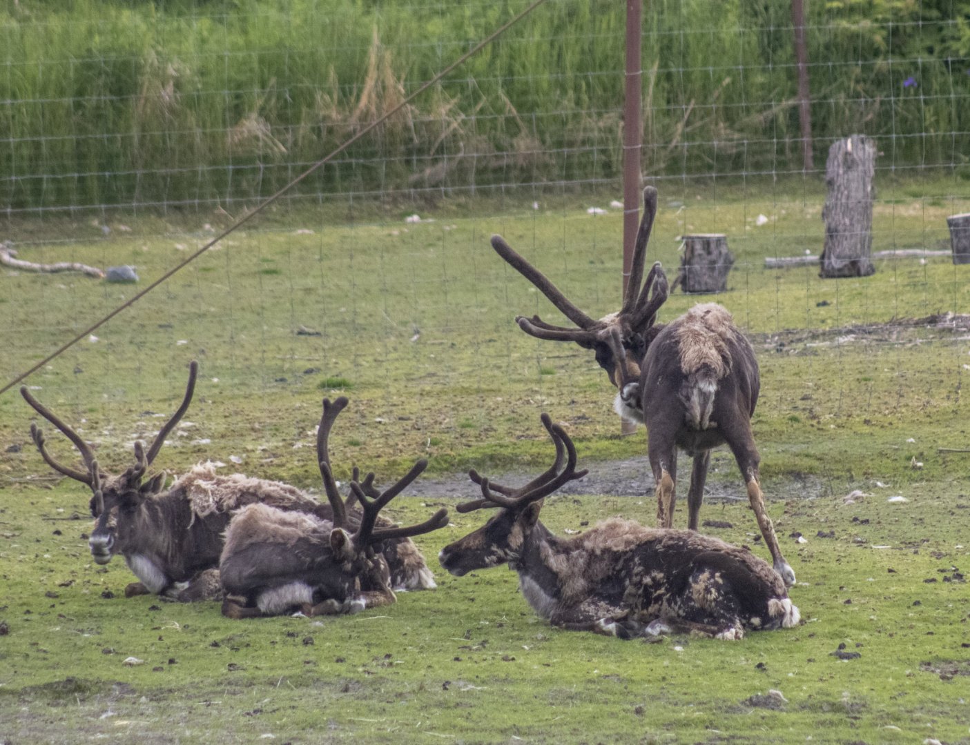 Reindeer (this exhibit was signed Reindeer, the other signed Caribou)