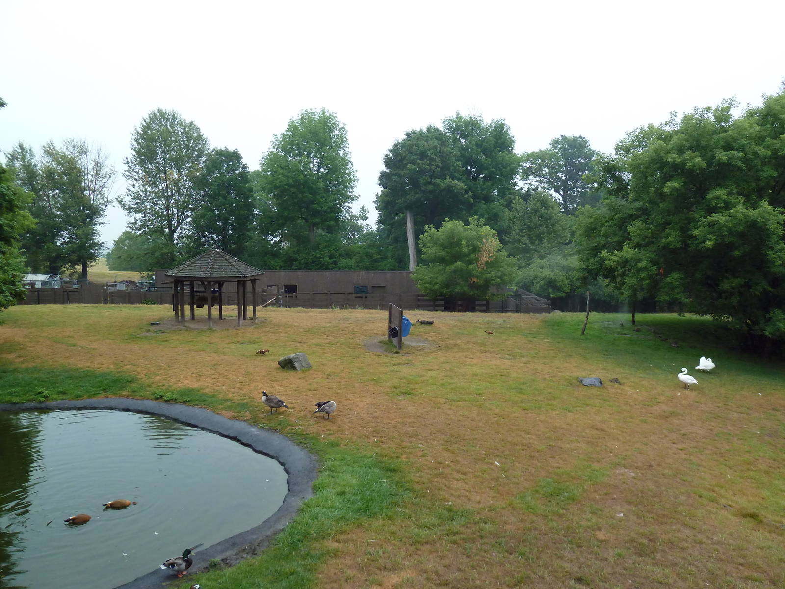 Reindeer/Tundra Swan/Helmeted Guineafowl Exhibit