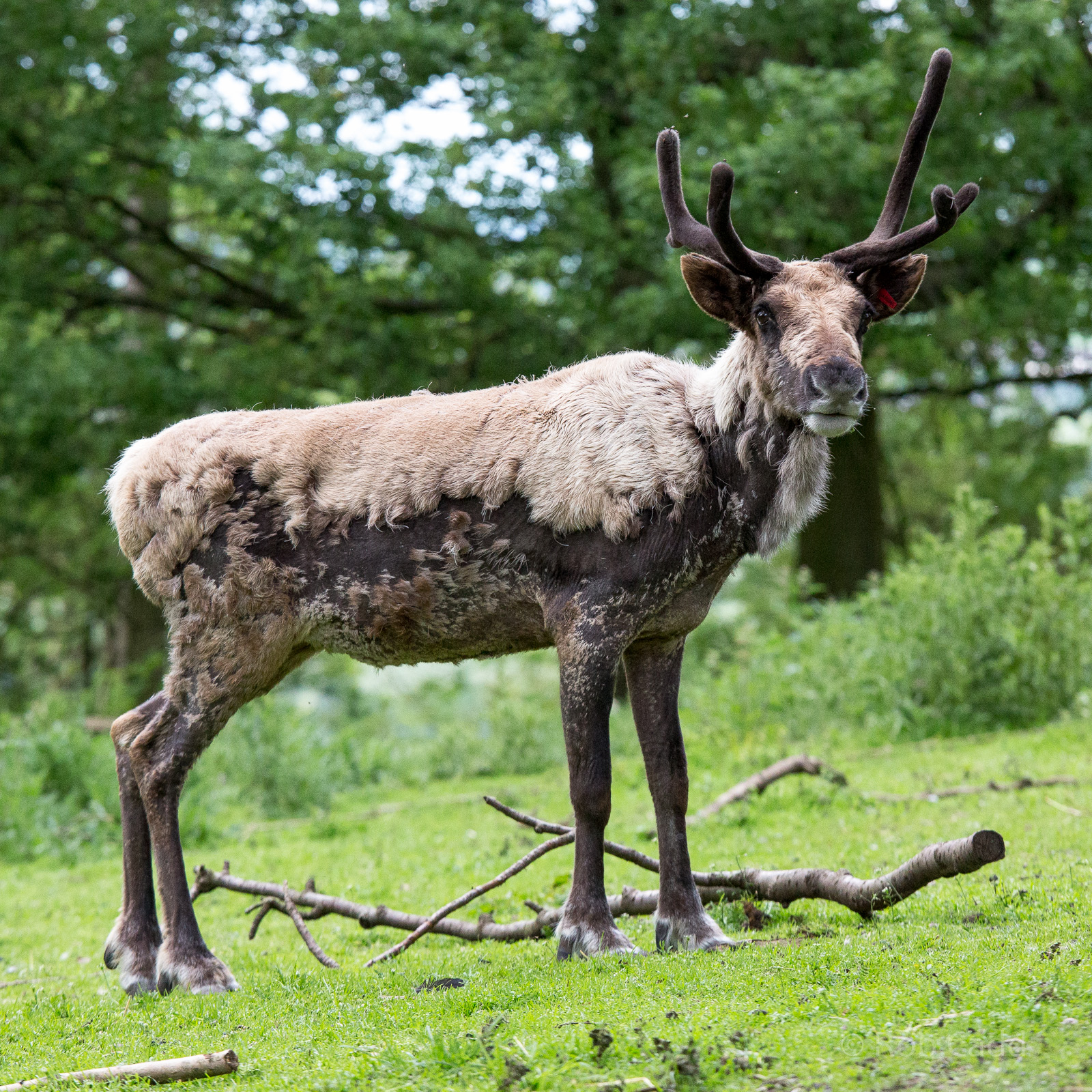 Reindeer : Whipsnade : 07 Jun 2014