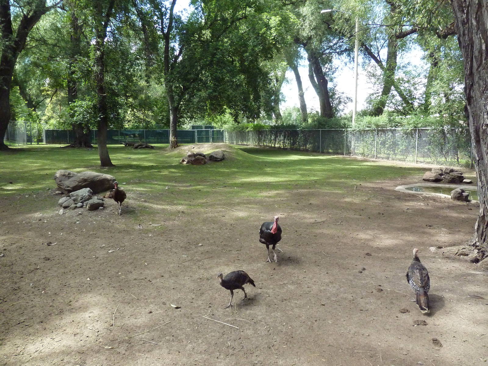 Reindeer/Wild Turkey Exhibit