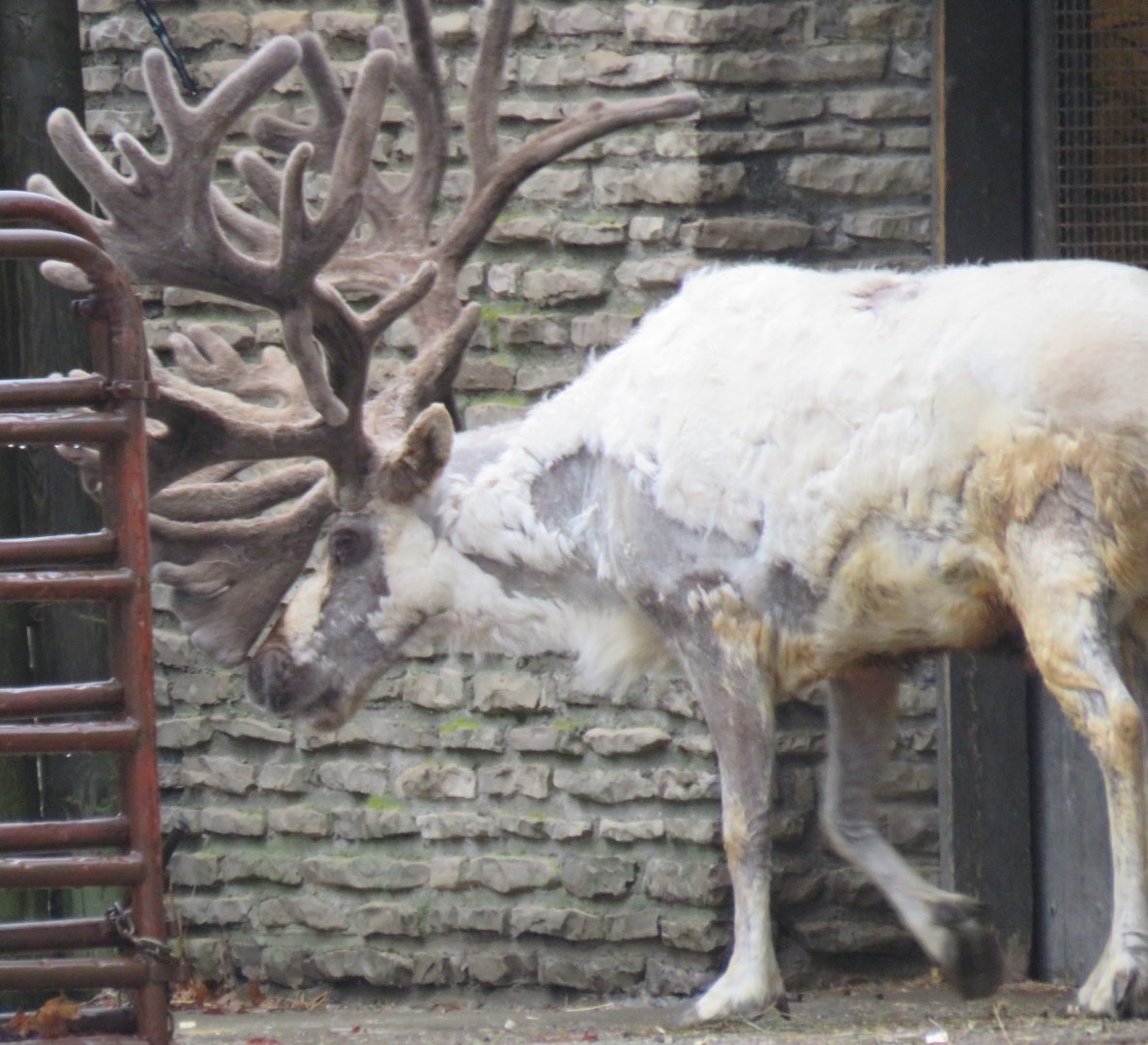 Reindeer with a large set of antlers