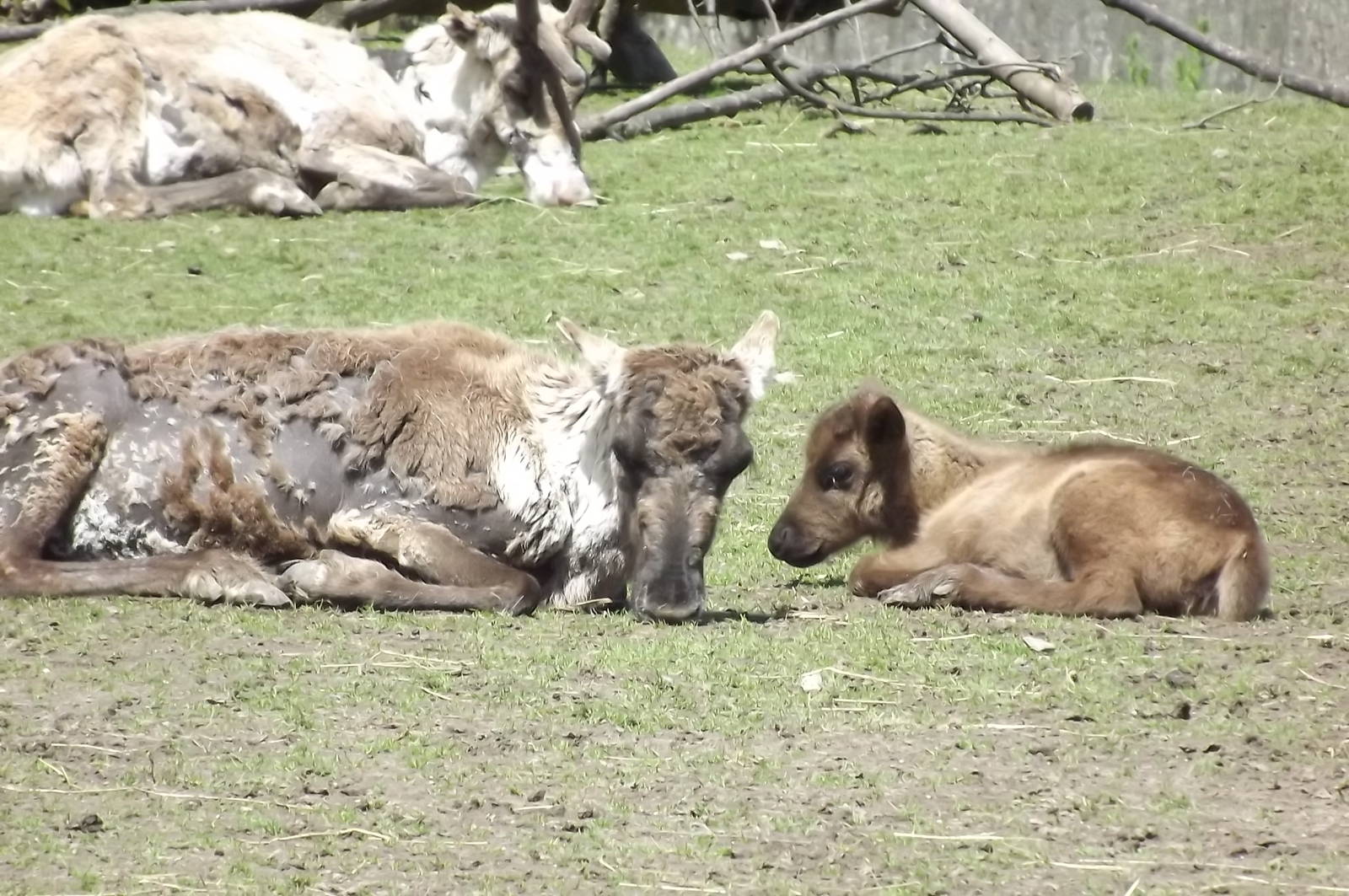 Reindeer with calf at Blackpool Zoo 17/06/12