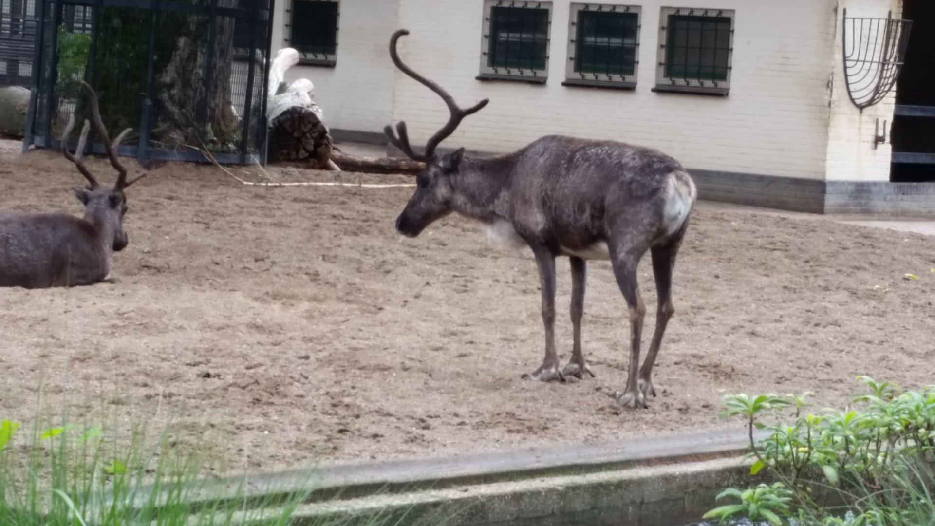 Reindeer with one antler, October 2018