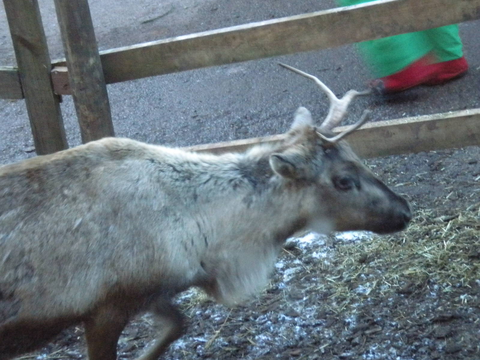 Reindeer.