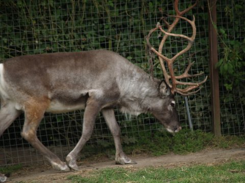 reindeer