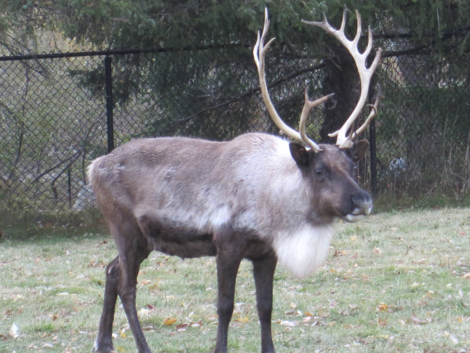 Reindeer