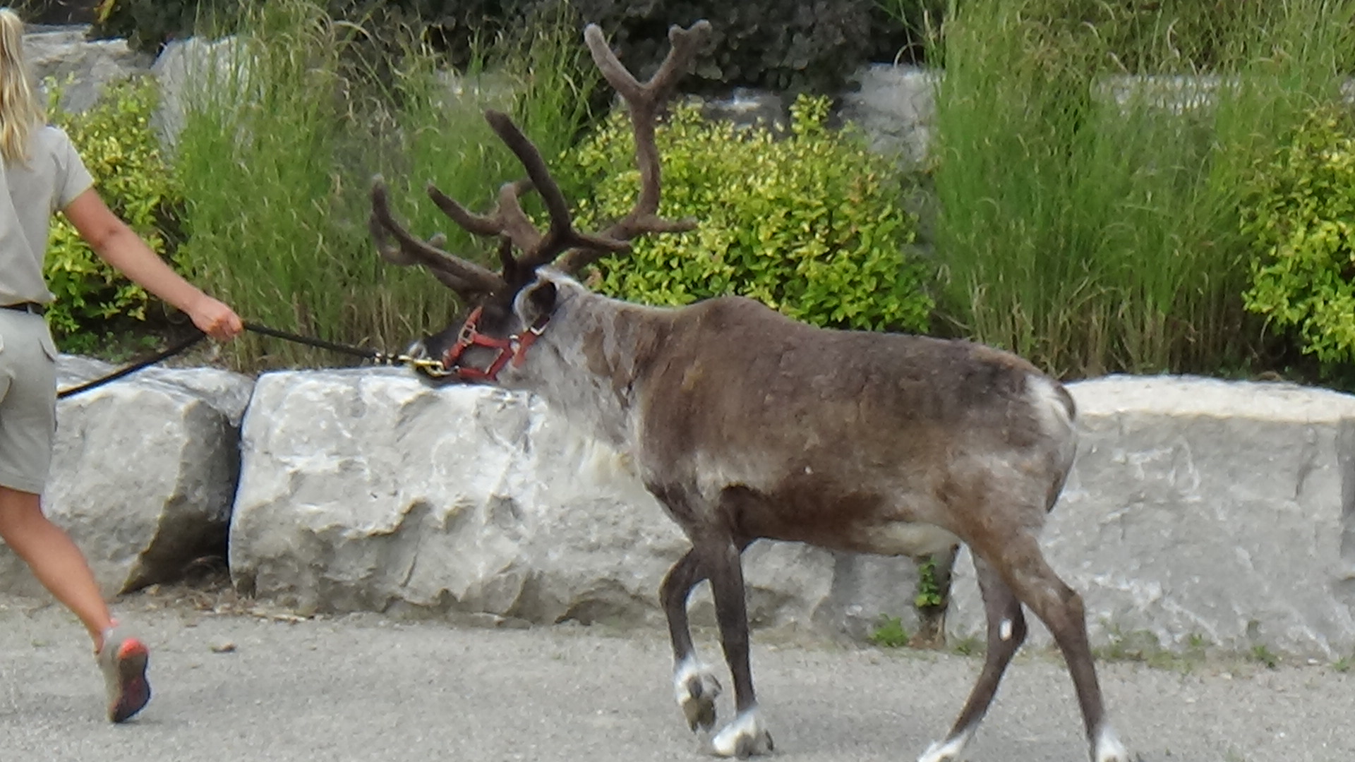 Reindeer