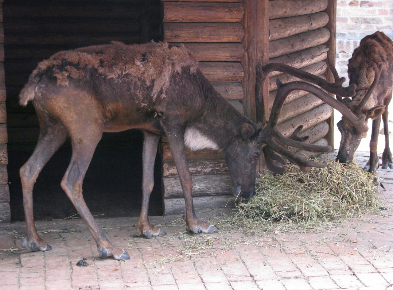 Reindeer